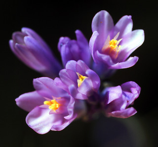 A close up of purple flowers with yellow centers.