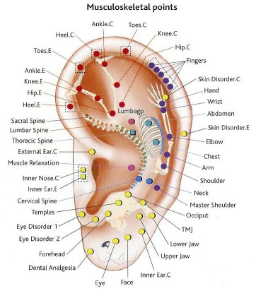 A diagram of the ear with various parts labeled.