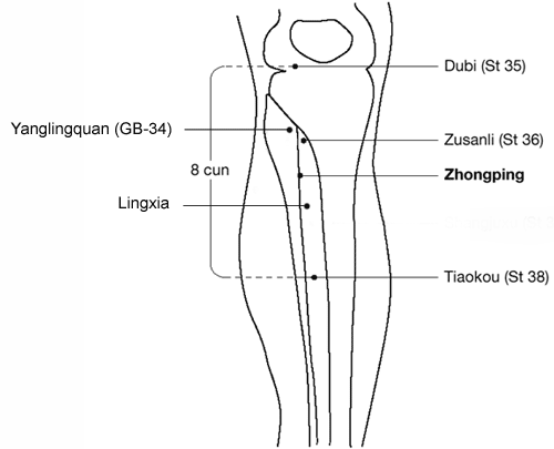 A diagram of the parts of a woman 's legs.